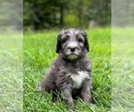 Puppy Kymopelia Bernedoodle