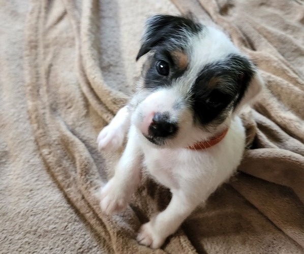 Medium Photo #1 Jack Russell Terrier Puppy For Sale in AMMON, ID, USA