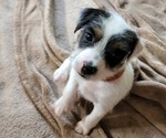 Small Photo #1 Jack Russell Terrier Puppy For Sale in AMMON, ID, USA