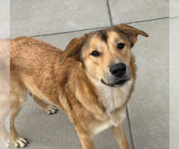 Medium Photo #1 German Shepherd Dog-Unknown Mix Puppy For Sale in Tulsa, OK, USA