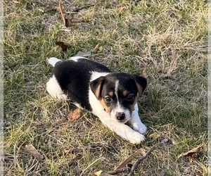 Medium Jack Russell Terrier