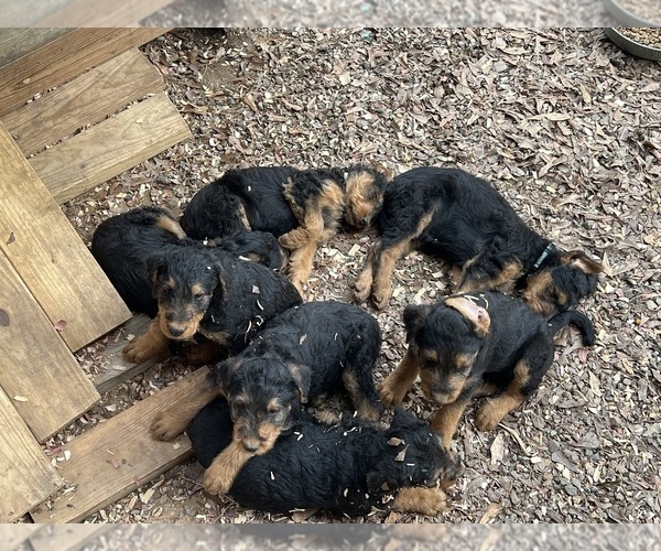 Medium Photo #1 Airedale Terrier Puppy For Sale in GILMER, TX, USA