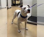 Small Mutt