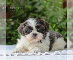 Shih Tzu Puppy for sale in GORDONVILLE, PA, USA
