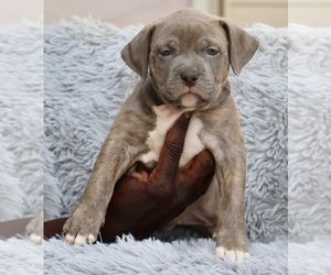 American Bully Puppy for sale in CHAMPAIGN, IL, USA