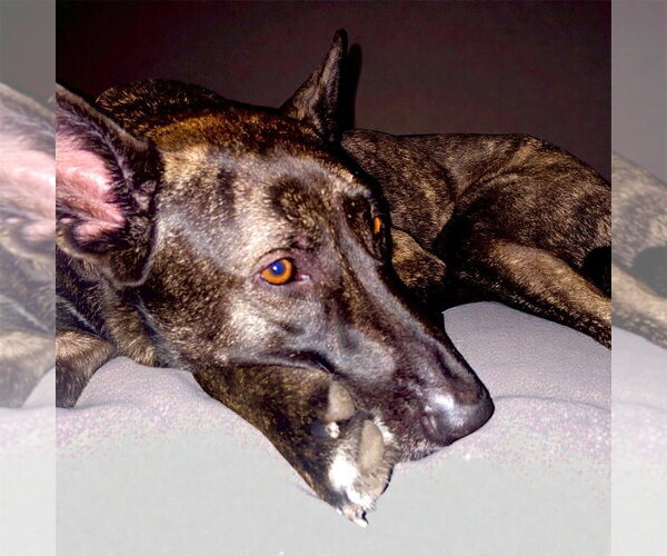 Medium Photo #1 Holland Shepherd-Unknown Mix Puppy For Sale in Bellingham, WA, USA