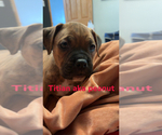 Puppy Titan American Bully-Boxer Mix