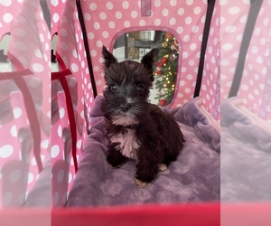 Schnauzer (Miniature) Puppy for sale in PEMBROKE PINES, FL, USA
