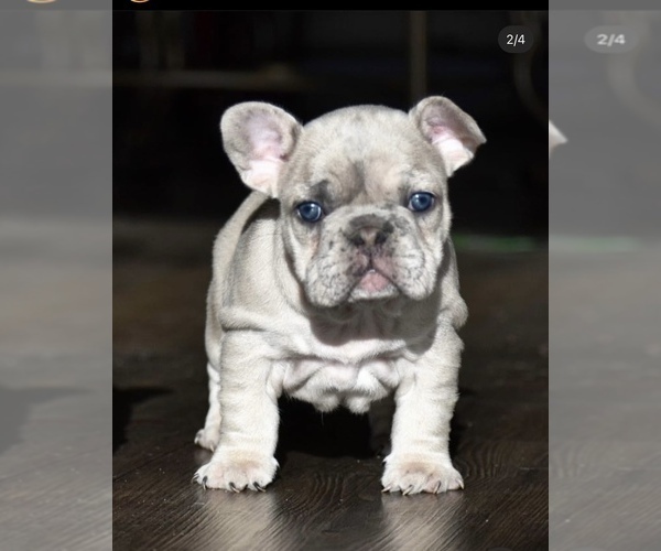 Medium Photo #3 French Bulldog Puppy For Sale in NORTHRIDGE, CA, USA