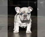 Small Photo #3 French Bulldog Puppy For Sale in NORTHRIDGE, CA, USA