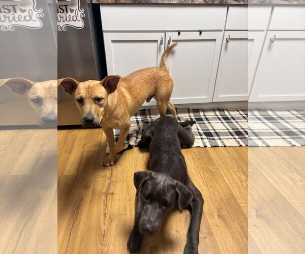 Medium Photo #4 Mutt Puppy For Sale in Germantown, OH, USA