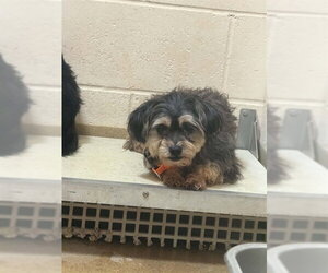 Mutt Dogs for adoption in Belleville, IL, USA