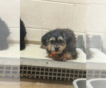 Small Mutt