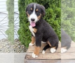 Small #3 Bernese Mountain Dog