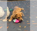 Small #3 Bulldog Mix
