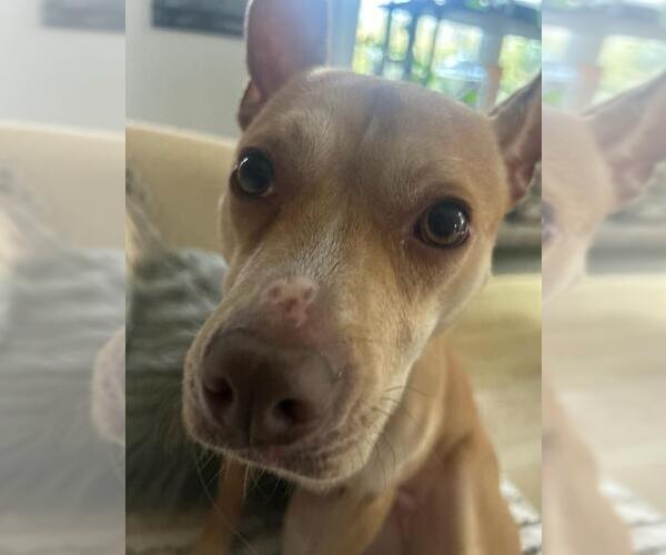 Medium Photo #6 American Pit Bull Terrier-Chihuahua Mix Puppy For Sale in Holly Springs, NC, USA