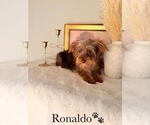 Small #24 Yorkshire Terrier