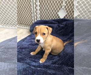 Mutt Dogs for adoption in Holly Springs, NC, USA