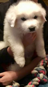 Medium Photo #1 Great Pyrenees Puppy For Sale in GREENWOOD, SC, USA