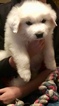 Small Photo #1 Great Pyrenees Puppy For Sale in GREENWOOD, SC, USA