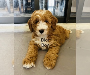 Goldendoodle (Miniature) Puppy for sale in ORANGE CITY, FL, USA
