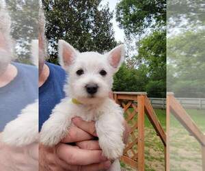 West Highland White Terrier Puppy for sale in AIKEN, SC, USA