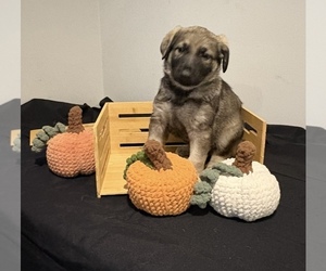 German Shepherd Dog Puppy for sale in MILFORD, MI, USA