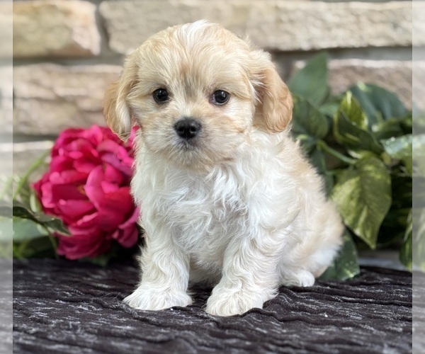 Medium Photo #6 Cav-A-Malt Puppy For Sale in ROCK STREAM, NY, USA