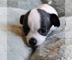 Chihuahua Puppy for sale in OREGON, WI, USA