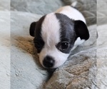 Image preview for Ad Listing. Nickname: Lil Man