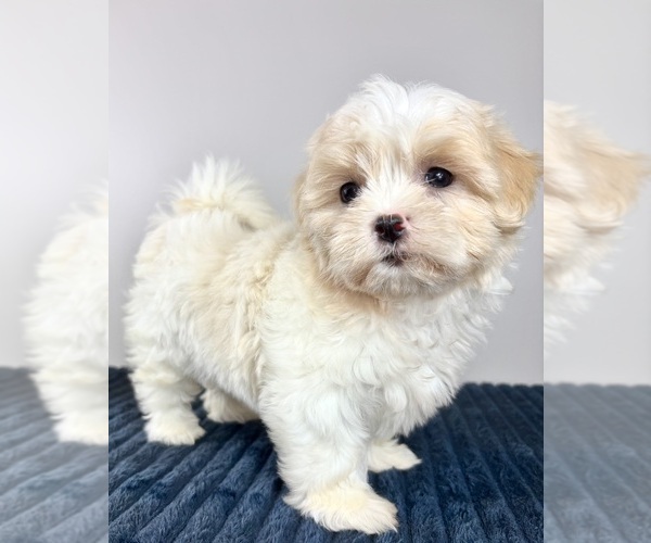 Medium Photo #4 Mal-Shi Puppy For Sale in INDIANAPOLIS, IN, USA