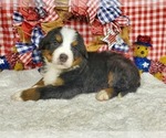 Puppy Austria Bernese Mountain Dog