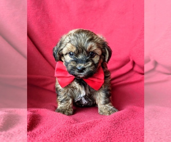 Medium Photo #1 Poodle (Miniature)-Shorkie Tzu Mix Puppy For Sale in CHRISTIANA, PA, USA