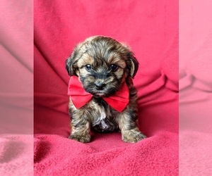 Poodle (Miniature)-Shorkie Tzu Mix Puppy for sale in CHRISTIANA, PA, USA
