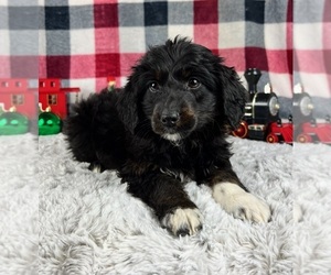 Aussiedoodle Miniature Puppy for sale in GREENWOOD, IN, USA