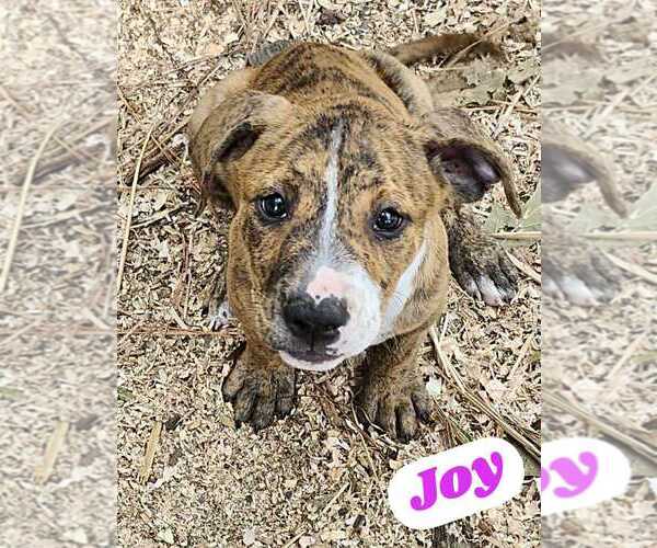Medium Photo #1 American Pit Bull Terrier-American Staffordshire Terrier Mix Puppy For Sale in Wenonah, NJ, USA