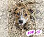 Small American Pit Bull Terrier-American Staffordshire Terrier Mix