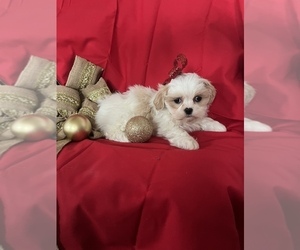 Bichon Frise-ShihPoo Mix Puppy for sale in INDIANAPOLIS, IN, USA