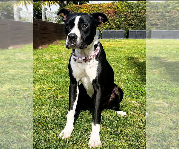 Medium Photo #17 American Pit Bull Terrier-Labrador Retriever Mix Puppy For Sale in Dana Point, CA, USA