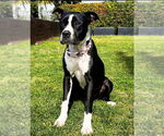 Small #16 American Pit Bull Terrier-Labrador Retriever Mix