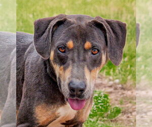 Blue Lacy Dogs for adoption in Albuquerque, NM, USA