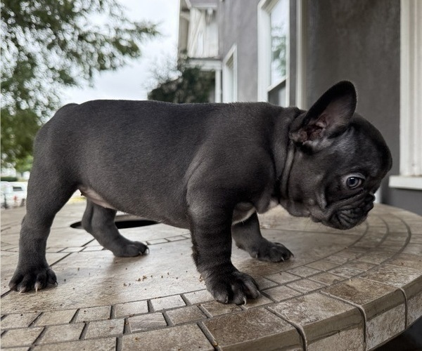 Medium Photo #3 French Bulldog Puppy For Sale in COLUMBUS, OH, USA