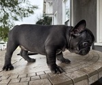 Small #2 French Bulldog