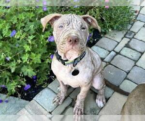 Medium American Pit Bull Terrier
