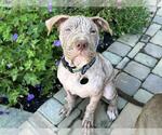 Small American Pit Bull Terrier