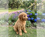 Small #8 Goldendoodle