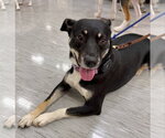 ZURI (MARLA) - Female Labrador Retriever-Unknown Mix Dog for Adoption - Small photo