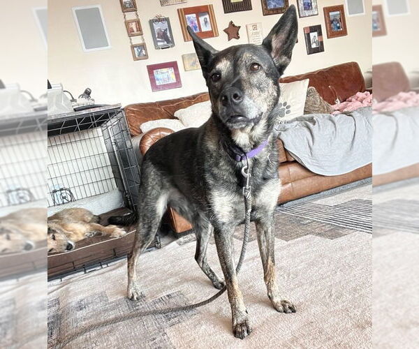 Medium Photo #3 German Shepherd Dog-Unknown Mix Puppy For Sale in Sandy, UT, USA
