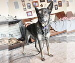 Small #2 German Shepherd Dog Mix