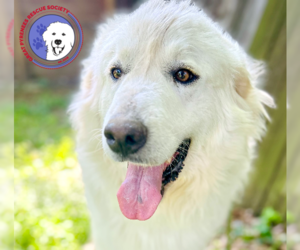 Great Pyrenees Dogs for adoption in Spring, TX, USA